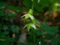 Epipactis muelleri